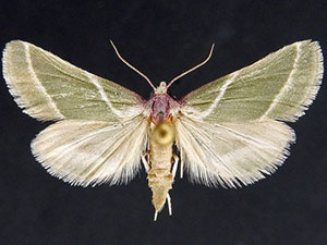 Anemosella nevalis