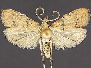 Negalasa fumalis