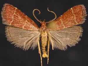 Heliades lindae