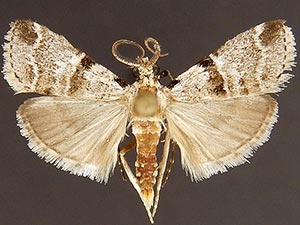 Tallula watsoni