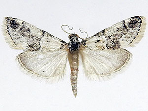 Tallula baboquivarialis