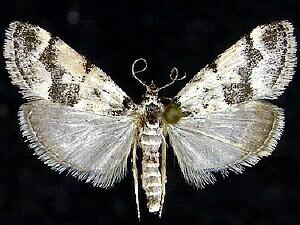 Tallula baboquivarialis