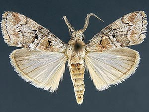 Pococera floridella