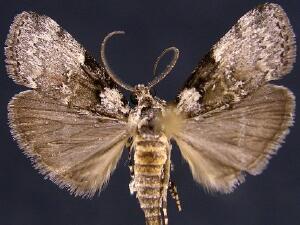 Pococera humerella