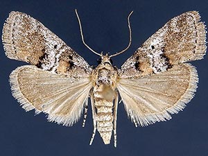 Pococera euphemella