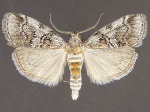 Pococera sp.