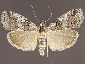 Pococera sp.