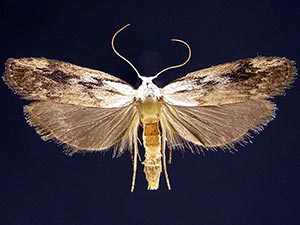 Aphomia fulminalis