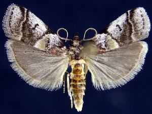 Acrobasis indigenella