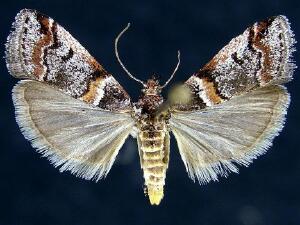 Acrobasis tricolorella