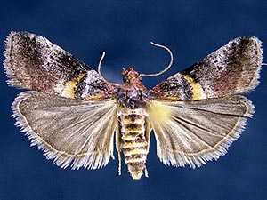 Acrobasis minimella