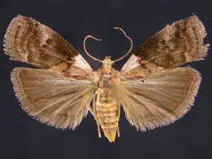 Acrobasis palliolella