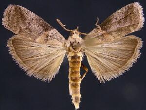 Acrobasis juglandis