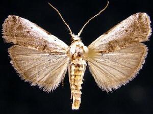 Acrobasis tumidulella