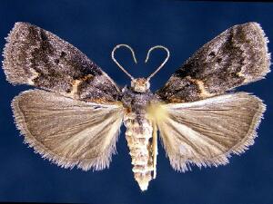 Acrobasis caryae