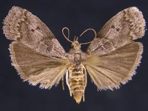 Acrobasis carpinivorella