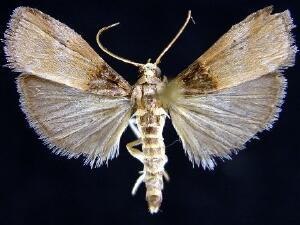 Acrobasis aurorella