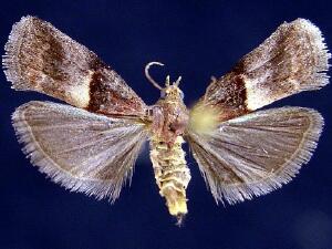 Acrobasis exsulella