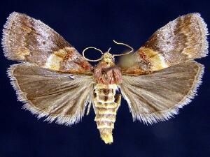 Acrobasis angusella