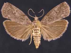 Acrobasis cunulae