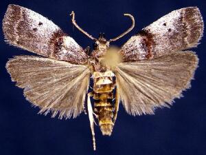 Acrobasis caryivorella