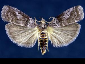 Acrobasis betulella