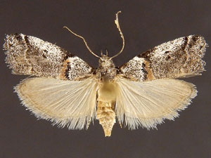 Acrobasis caliginella