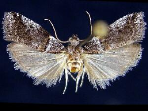 Acrobasis caliginella