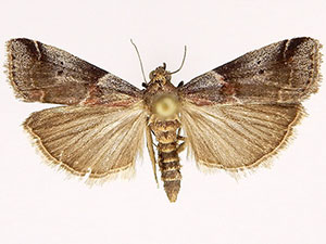 Acrobasis suavella