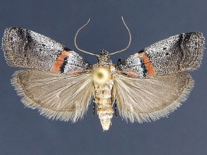 Acrobasis pallicornella