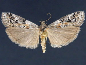 Cuniberta subtinctella