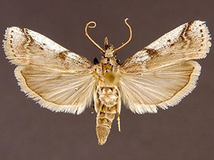 Amyelois transitella