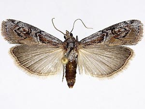 Philocrotona kendalli