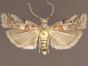 Salebriaria pumilella