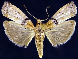 Meroptera mirandella