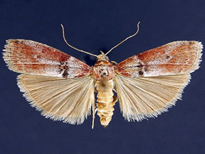 Sciota delassalis