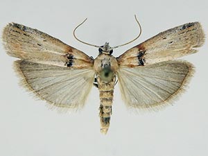 Sciota fernaldi