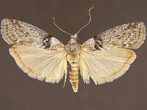 Sciota inconditella