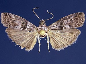 Sciota quasisubfuscella