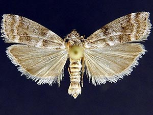 Actrix dissimulatrix