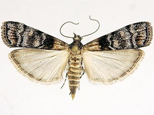 Dioryctria delectella