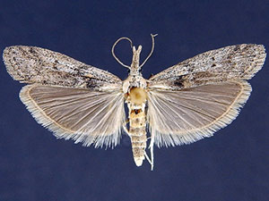 Maricopa lativittella