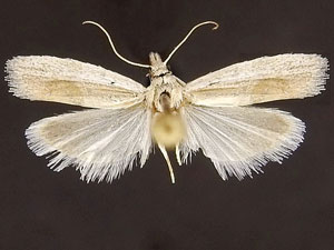 Welderella parvella