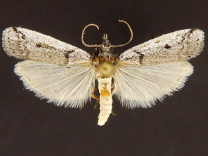 Rumatha glaucatella