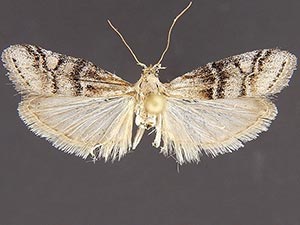 Vitula pinei