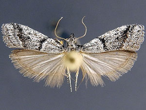 Vitula setonella