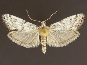 Bethulia championella