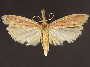 Bandera binotella