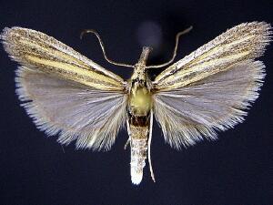 Bandera cupidinella