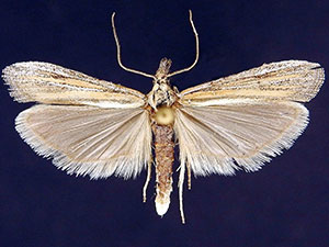 Bandera cupidinella